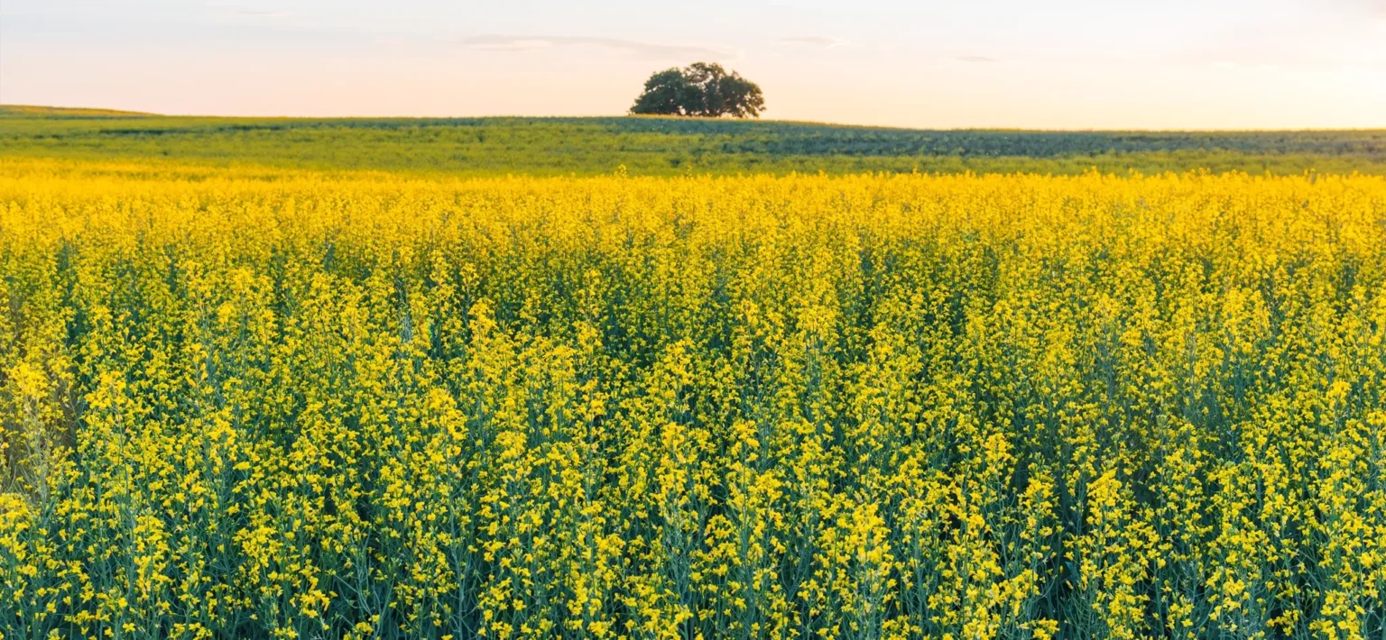 Lacombe And District Chamber Trade Show 2025